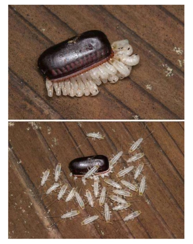 【趣话虫害】蟑螂"小强"的自白:没有头,我也能活!