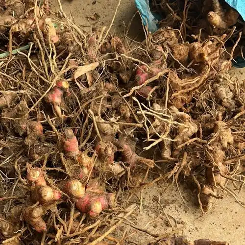 [山姜批发]广西野生山姜,南姜,红皮黄皮带土,可去须价格1.