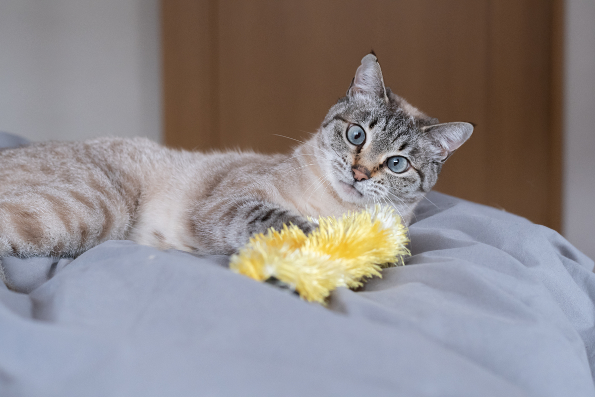 猫,作为与人类关系密切的宠物之一,其睡眠状态同样充满了神秘和奇妙.