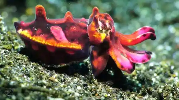 五米海洋#火焰章鱼