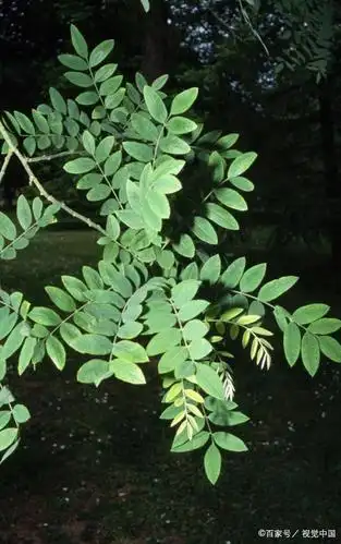 「手边的绿色」国槐喊话洋槐:你不是我的亲兄弟