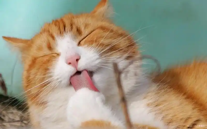 可爱萌萌的小猫咪图片