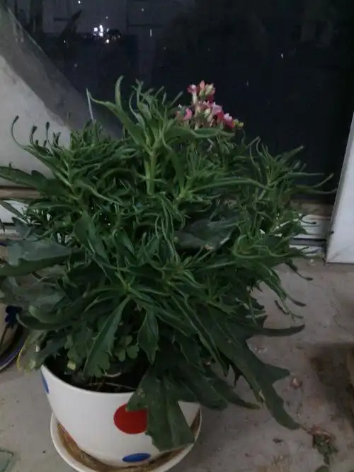 这是什么花啊,叶子挺嫩,老板说是长寿花,感觉老板随口说的