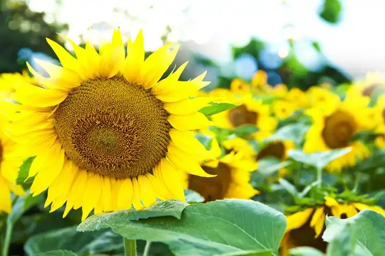 夏天图片_夏天图片大全_全景图片