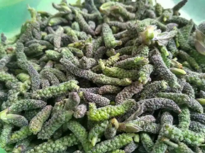 新鲜构蒲穗构树花新鲜时令野菜构普穗儿构棒槌儿构构菜吊构穗 3斤构穗