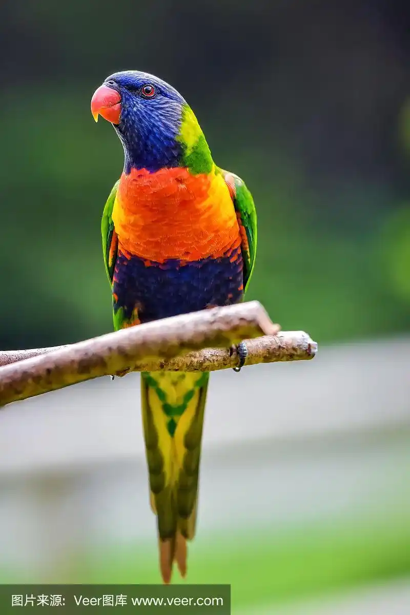 彩虹吸蜜鹦鹉