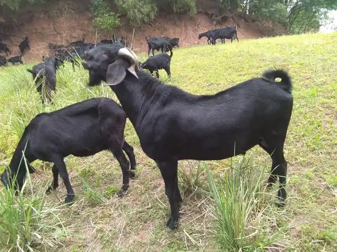 3黑山羊,我国很多地区都有黑山羊,其中以海南地区的黑山羊为最佳,黑