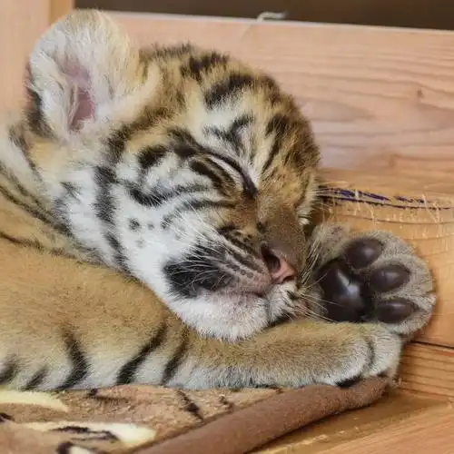 水给大家看一下真小老虎幼崽