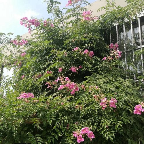 盆栽凌霄粉花凌霄粉色大花凌霄室外露天耐寒地栽爬藤植物