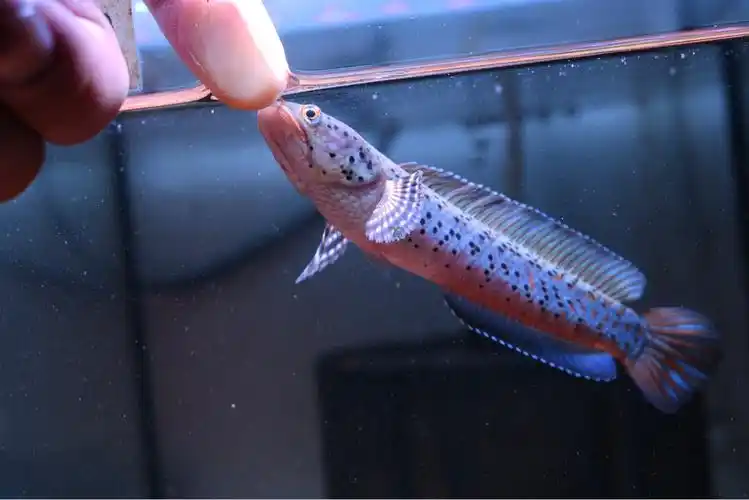 光头流氓之黄唇幻彩蓝宝石雷龙鱼