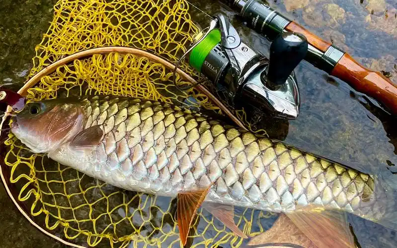 我和军鱼有个约会