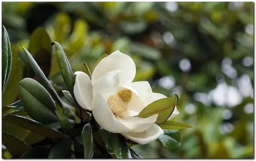 洁白硕大的广玉兰花