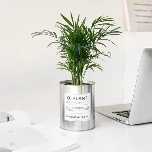 北欧室内好养绿植发财树办公室桌面防辐射盆栽客厅净化空气植物