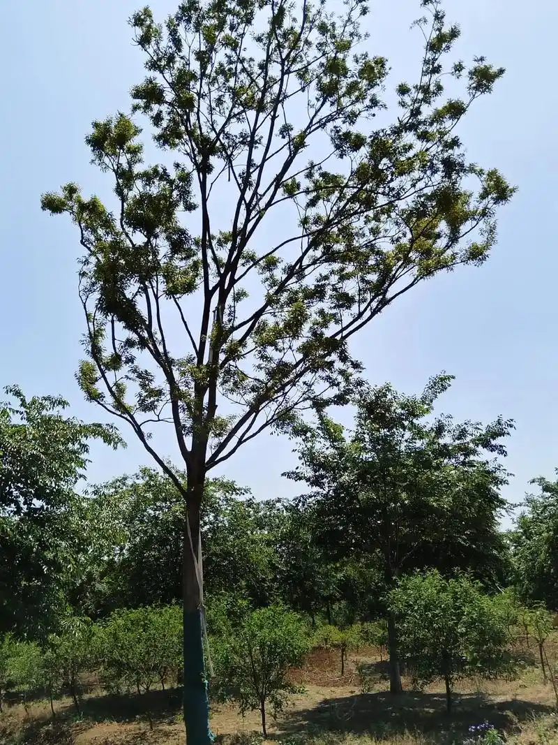出售朴树丛生朴树丛生榔榆 - 抖音