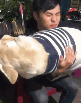 80多斤的拉布拉猪,着急求抱抱亲亲,网友:好心疼主人