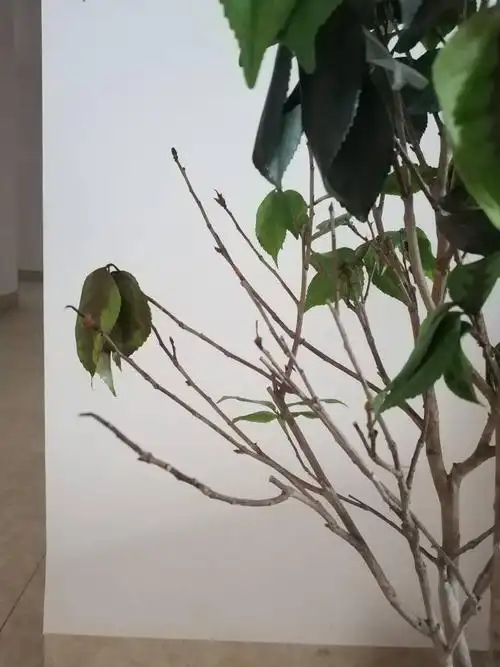 茶花叶子叶脉发黑,叶片脱落,且枝条尖端全部变成黑色,怎么办?