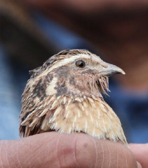 斗架鹌鹑宠物派活物斗鹌鹑手把鸟红胡子白糖早秋宠物鸟