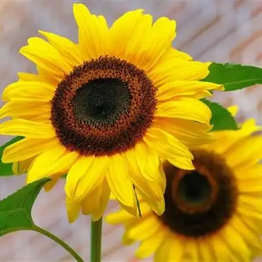 清新花朵微信头像图片 有意境能带来好运的