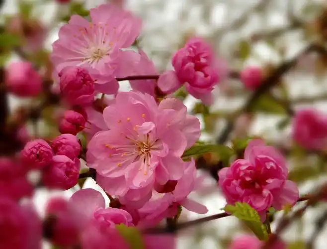 榆叶梅是一种非常清新靓丽的花卉,其花色清新淡雅,花朵小巧精致,花姿