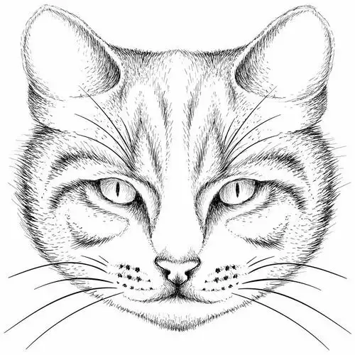 黑色手绘素描风格猫咪猫头png图片免抠矢量素材 插画-第1张