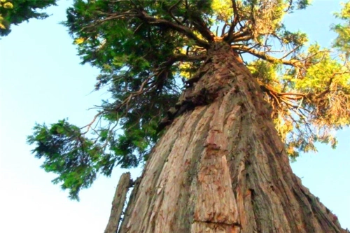 世界最大的一棵树,年龄高达3200岁,这到底是什么树种竟可以如此长寿?