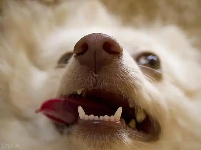 狗狗嘴巴不停空咀嚼