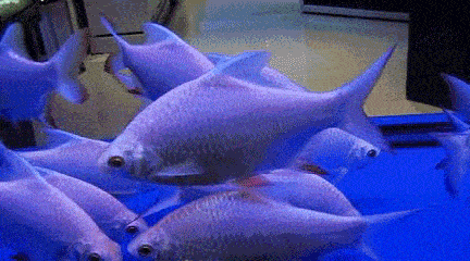 432_240gif 动态图 动图