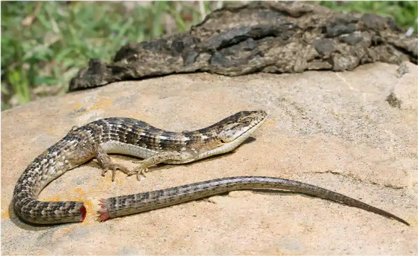 壁虎是蜥蜴中的一种,它除了两极之地,广泛分布于各地,在我国,它还拥有