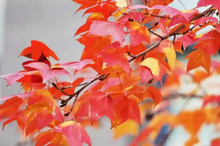小区门前,三两株三角枫,枫叶红了,醉了秋又醉了冬