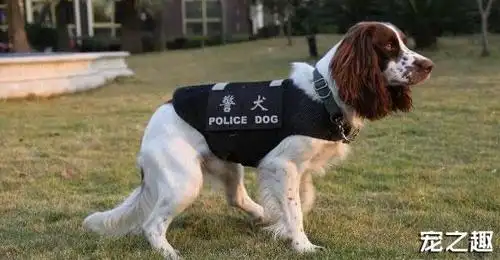 威风凛凛中国警犬大盘点