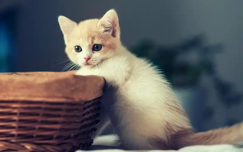 呆萌小猫咪可爱治愈系高清桌面壁纸