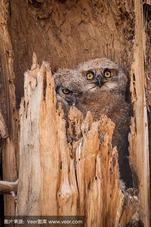 两只猫头鹰在老树窝里
