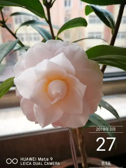 这棵是"童子面"茶花儿,她的花朵颜色娇嫩,花型大,特别让人喜爱.