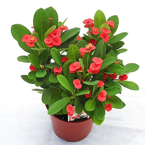 虎刺梅  海棠花盆栽花卉观花植物室内花绿植铁海棠虎刺梅z5 虎刺梅