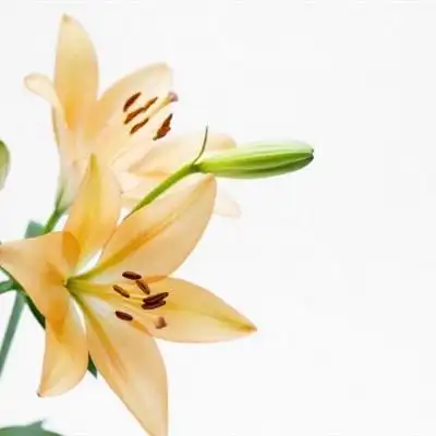 百合花头像图片娇俏唯美的百合花太美了