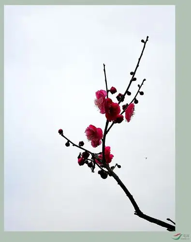 《一枝梅》