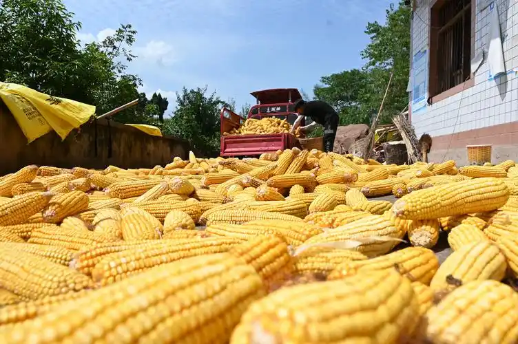 内江东兴区玉米丰收粮农笑