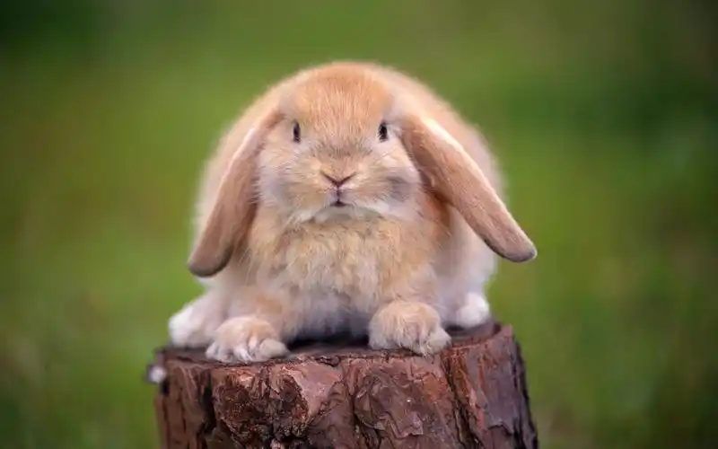 可爱兔子写真