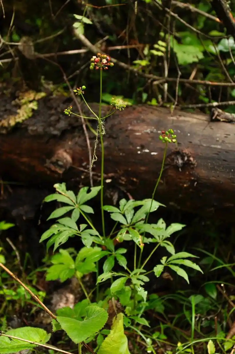 假人参 panax pseudo-ginseng丨顾有容