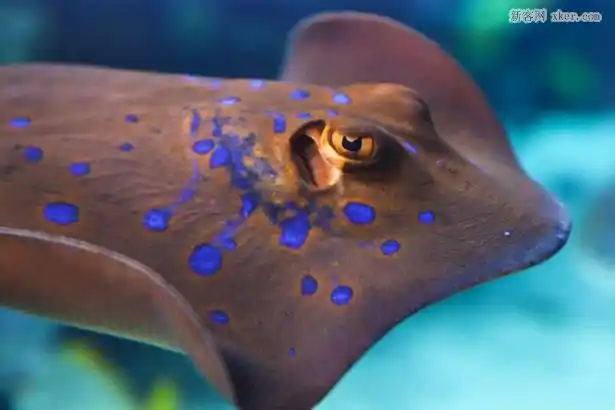 魔鬼鱼——可拦截路人手机信号的监控技术