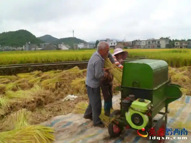 8月28日,德卧镇毛杉树村坡外组村民正在用机动脱粒机收割水稻.