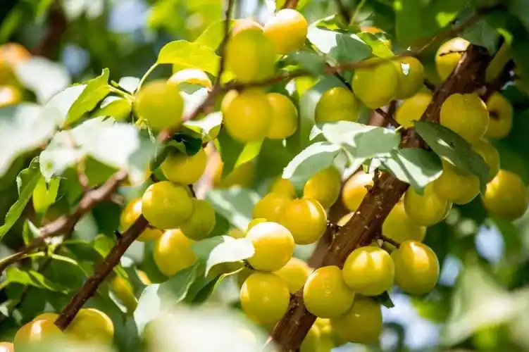 纯甜高达26度的神秘小白杏一年只有7天品尝期