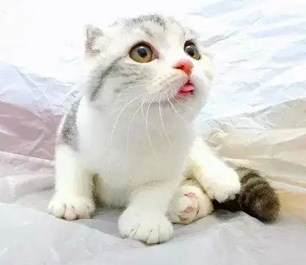 家里的猫一直伸着舌头,卖起萌来简直要命!