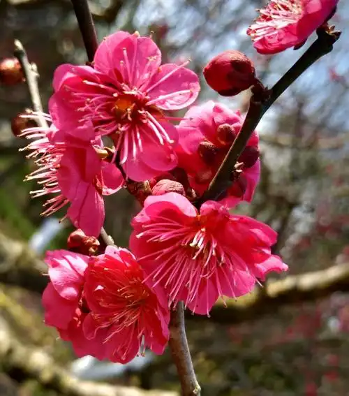 梅花!世纪公园,20200225(2张),(20190217(34张). - 美篇