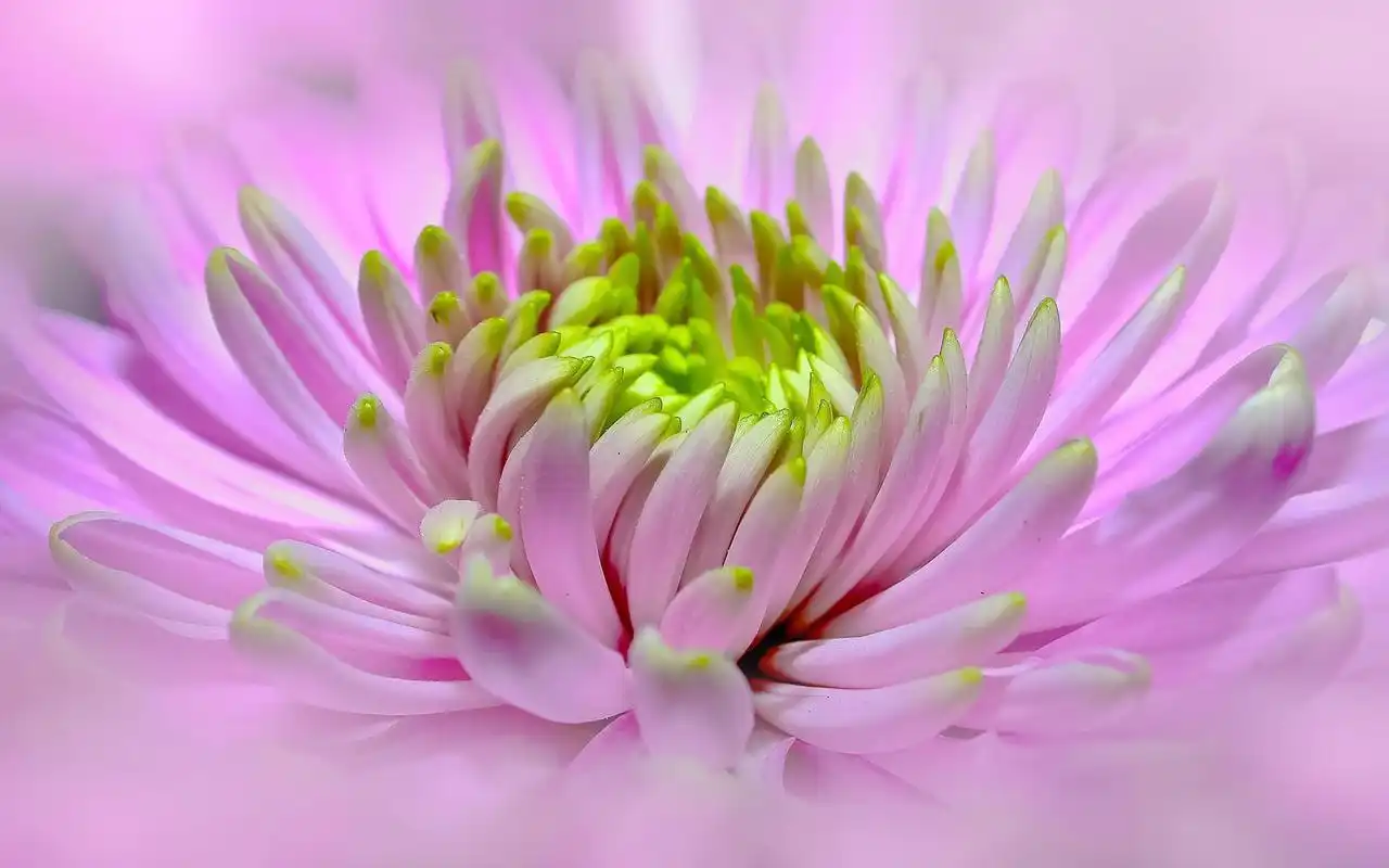 粉色唯美花卉图片高清壁纸高清大图预览1920x1200_植物壁纸下载_美桌