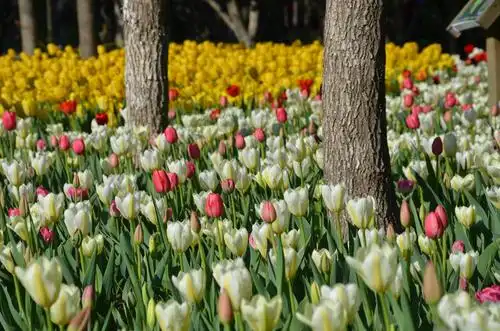 长春公园郁金香花展