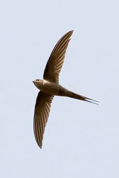 雨燕科·棕雨燕属:棕雨燕鸟类怕冷的鸟该采集也在以下画板加载更多