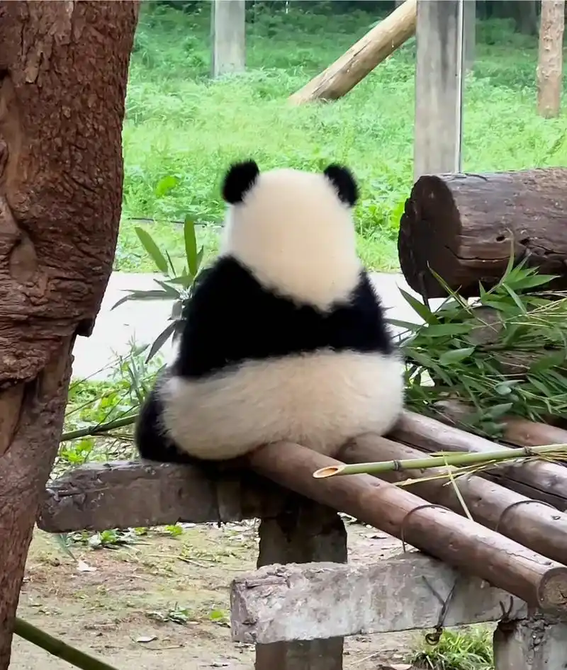 国宝这背影,看完萌化了