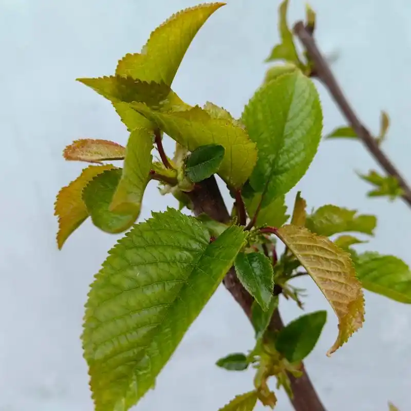 车厘子树 去年某宝买的两颗车厘子树苗,现在开始发芽长叶子了,请问这