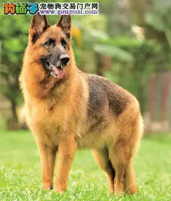 狼狗基本服从训练 狼狗怎么教 _狗铺子